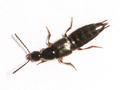 Philonthus quisquiliarius